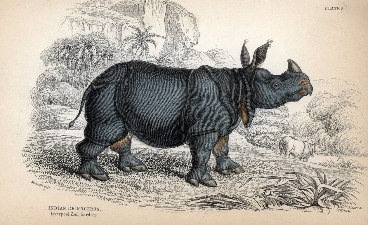 Nosorožec indický (Rhinoceros unicornis nebo indicus), ohrožený druh. Mědirytina Williama Lizara podle kresby Jamese Stewarta, publikovaná v Naturalist Library: Mammals, pachyderms and quadrupedes with fine skin, edited by W. H. Lizar. od Unbekannter Künstler