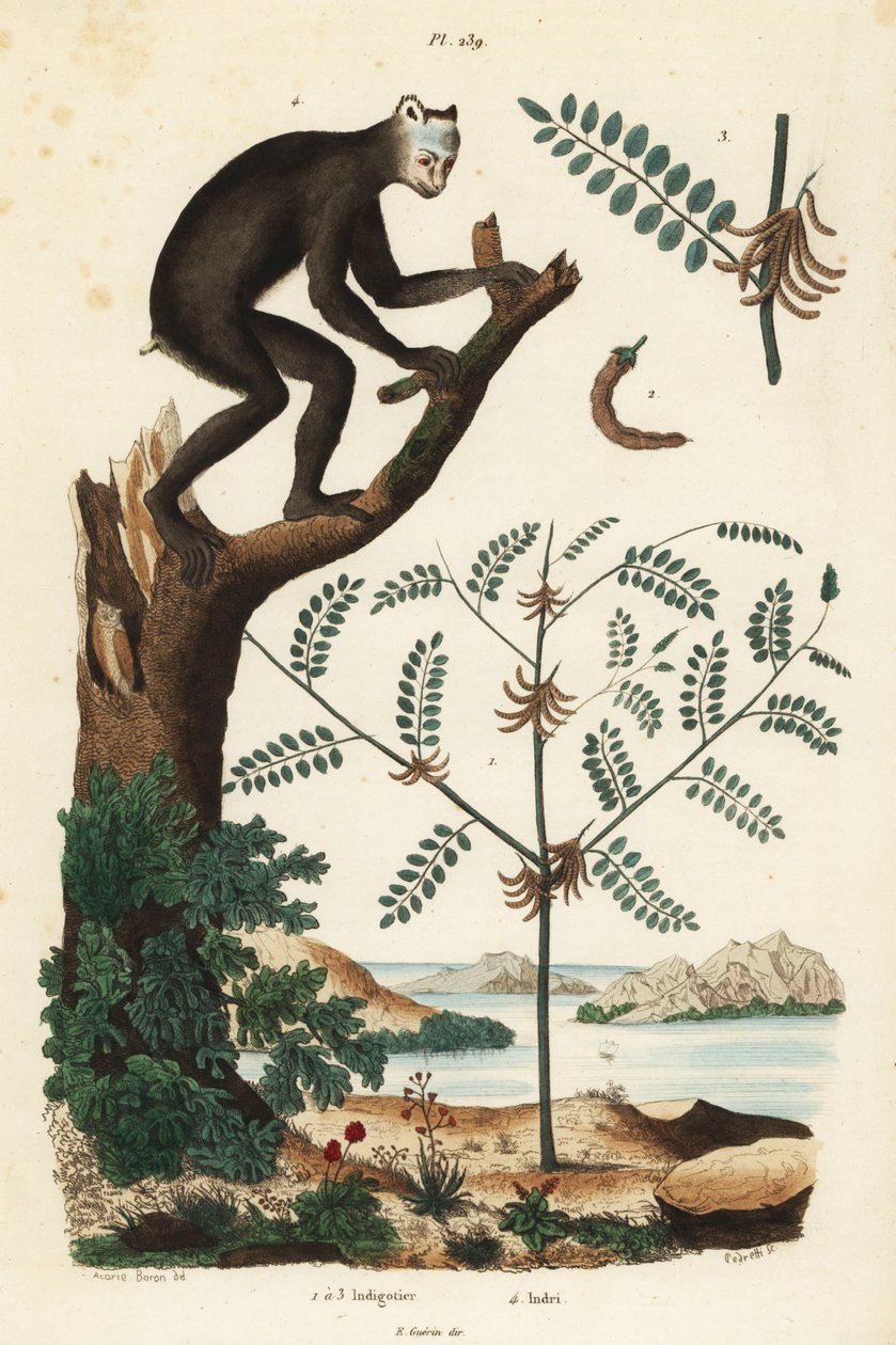 Indigo rostlina, Indigofera atropurpurea 1-3, a indri nebo babioto, Indri indri, kriticky ohrožený lemur 4 od Unbekannt
