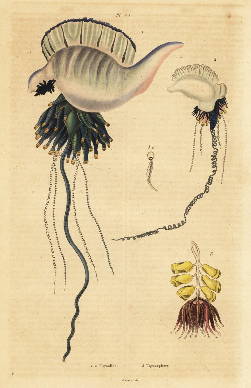 Indo-pacifický portugalský válečník, Physalia utriculus 1, Azorský válečný muž, Physalia physalis 2 a Siphonophora zoophyte, Physsophora disticha od Unbekannt