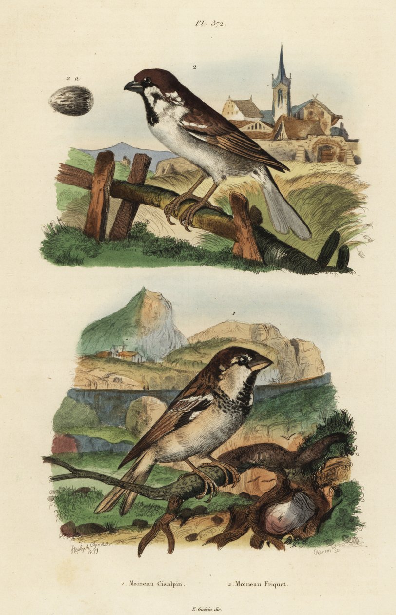 Vrabec italský, Passer italiae a vrabec stromový s vejcem, Passer montanus od Unbekannt