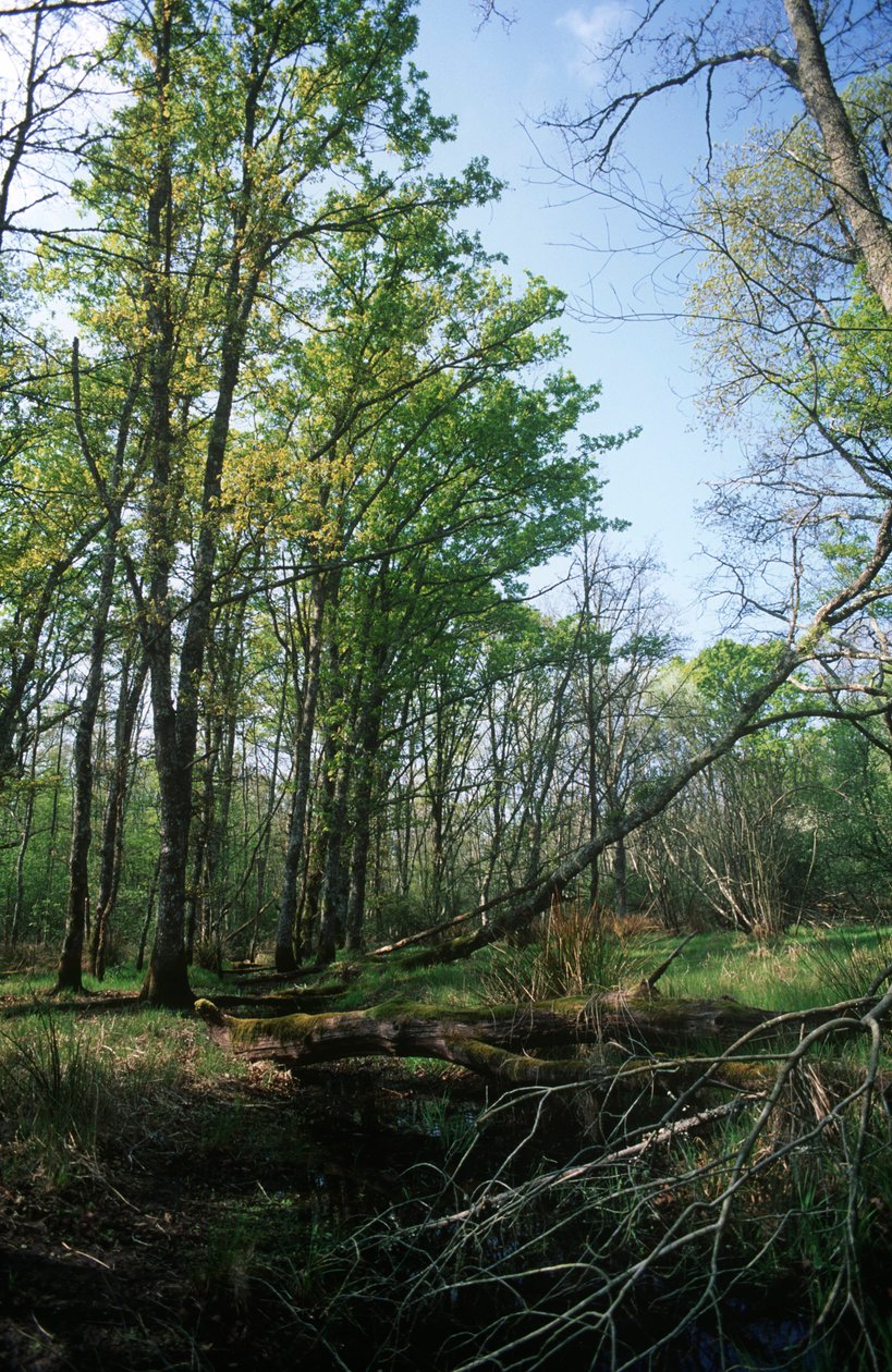 Itálie, oblast Latium, národní park Circeo, rybník v biosférické rezervaci od William M. Timlin