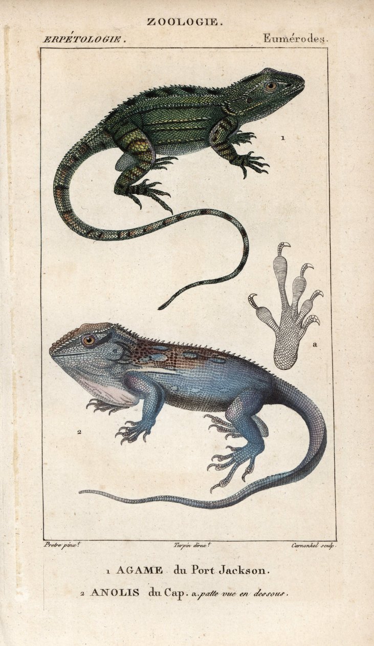 Gekon žako, agame portjacksonská, Amphibolurus muricatus, a gekon kapský, anolis kapský, Lygodactylus capensis. Ručně kolorovaná mědirytina z Jussieuova "Slovníku přírodních věd" z let 1816-1830. Svazky o rybách a plazech od Unbekannter Künstler
