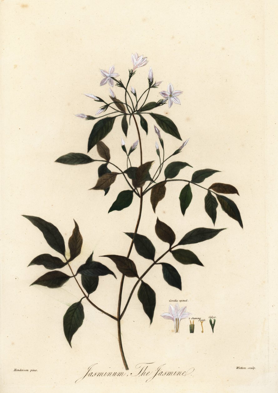 Jasmín, Jasminum officinale. 1805 (rytina) od Unbekannter Künstler
