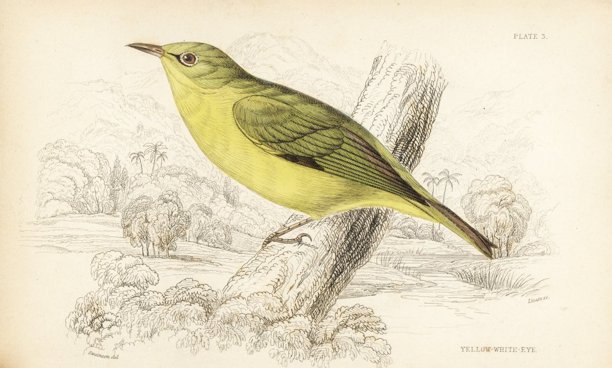 Bělokur jávský, Zosterops flavus (Bělokur žlutý, Zosterops flava). Ručně kolorovaná ocelorytina Williama Lizarse podle Williama Swainsona z Přírodopisné knihovny sira Williama Jardina: Ornitologie: Lizars: Birds of Western Africa, Edinburgh, W.H. Lizars od Unbekannter Künstler