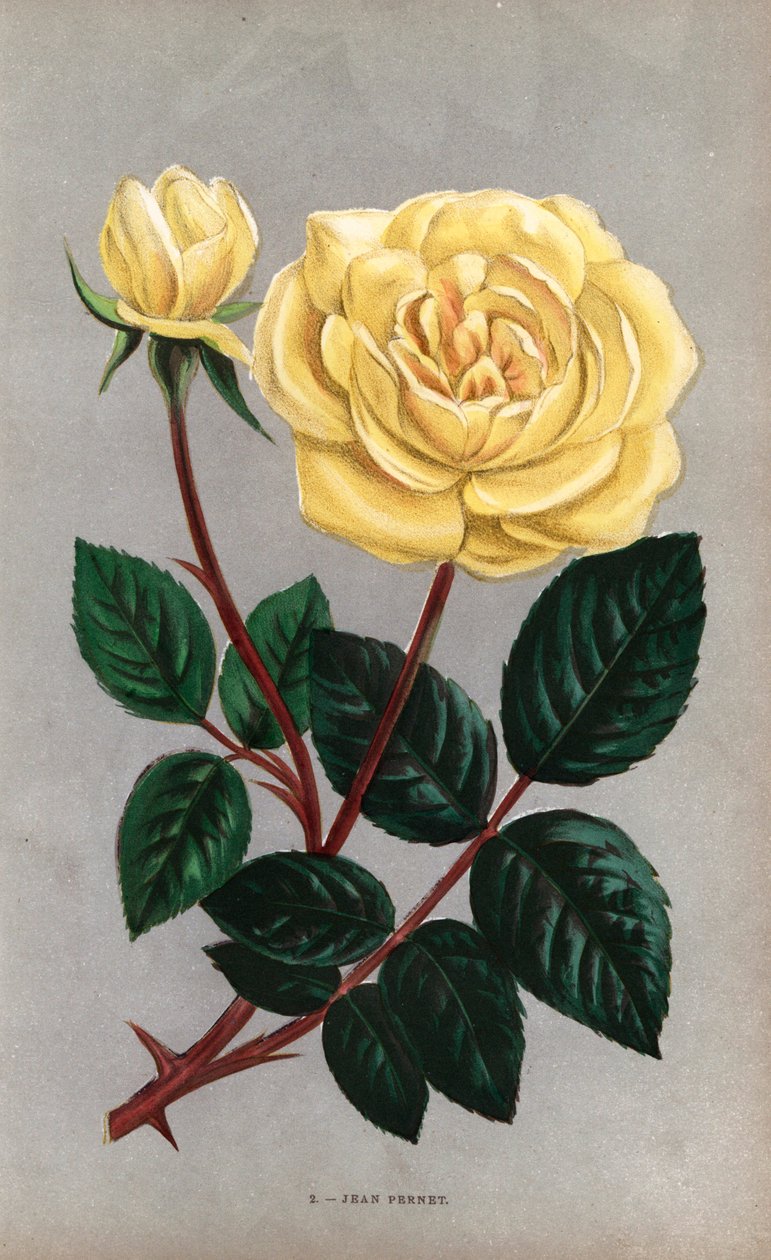 Růže Jean Pernet, žlutá odrůda čajové růže, kterou v roce 1867 vyšlechtil pan Pernet z Lyonu. Chromolitografie nakreslená a litografovaná podle přírody F. Grobonem podle knihy Hippolyte Jamaina a Eugena Forneyho "Les Roses", Paříž, J. Rothschild. od Unbekannter Künstler
