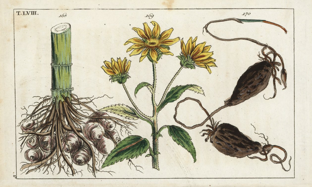 Topinambur (topinambur), kořen Helianthus tuberosus od Unbekannter Künstler