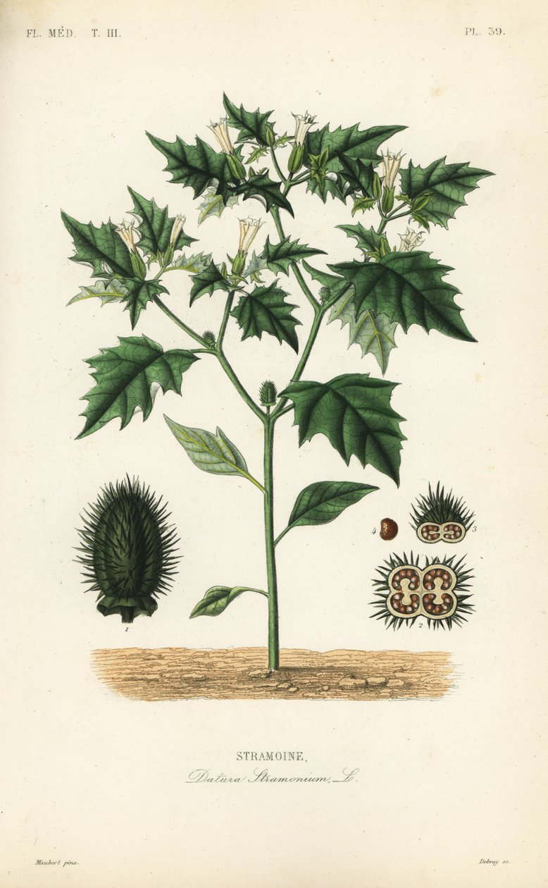 Jimsonweed neboli ďábelská léčka, Datura stramonium, Stramoine od Unbekannt