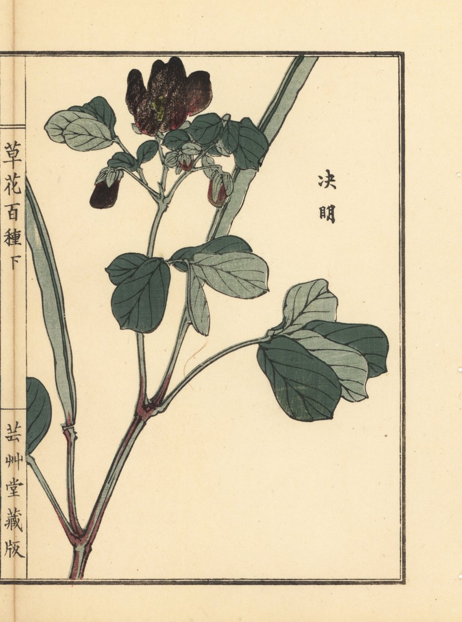Ketsumei, čínská senna nebo srpice, Senna obtusifolia. Ručně kolorovaný dřevoryt Kono Bairei z knihy Kusa Bana Hyakushu (Sto druhů květin), Tokio, Yamada. od Unbekannter Künstler