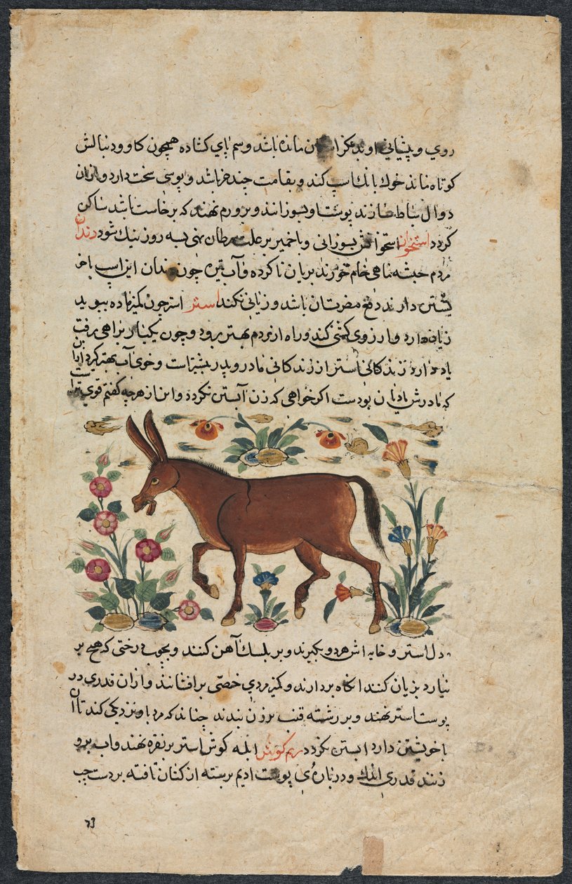 Khar (zadek), z Nuzhat-nama-yi ala