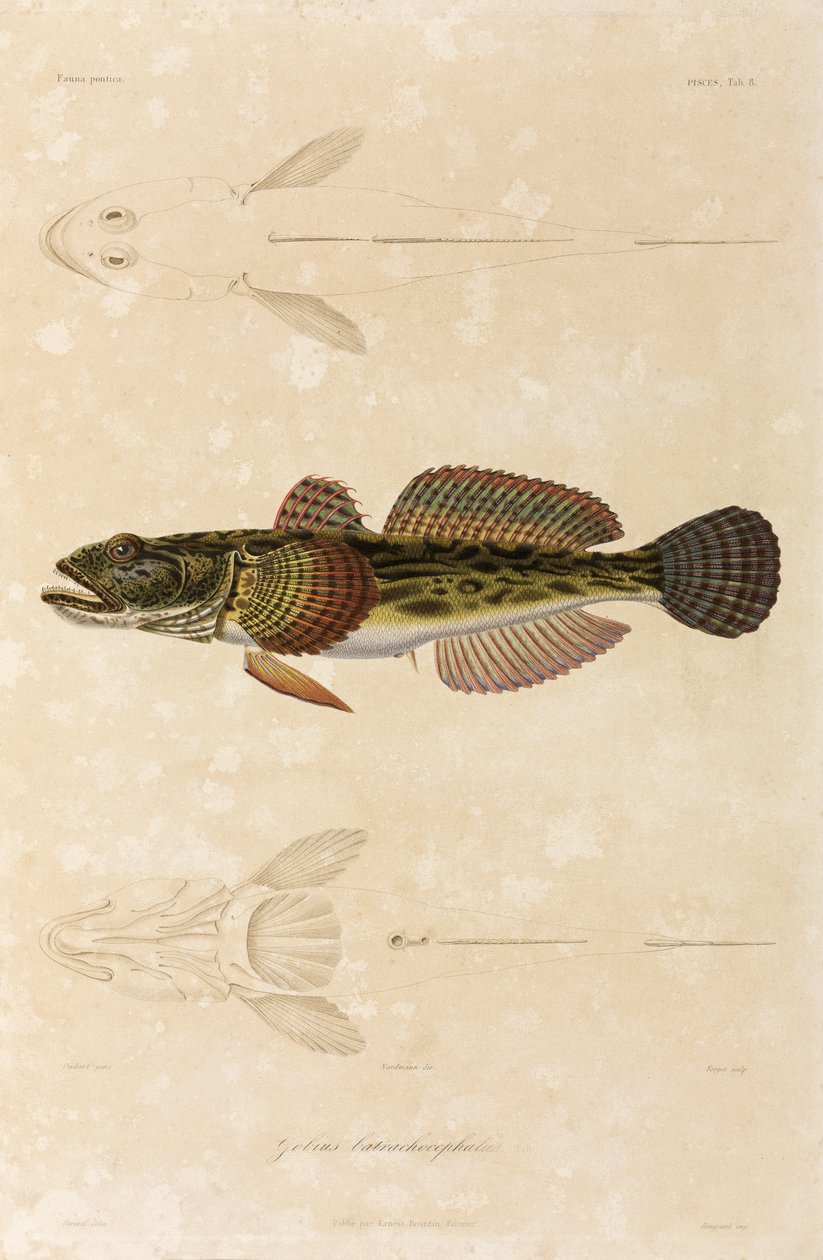 Knot goby, Černé moře od Unbekannt