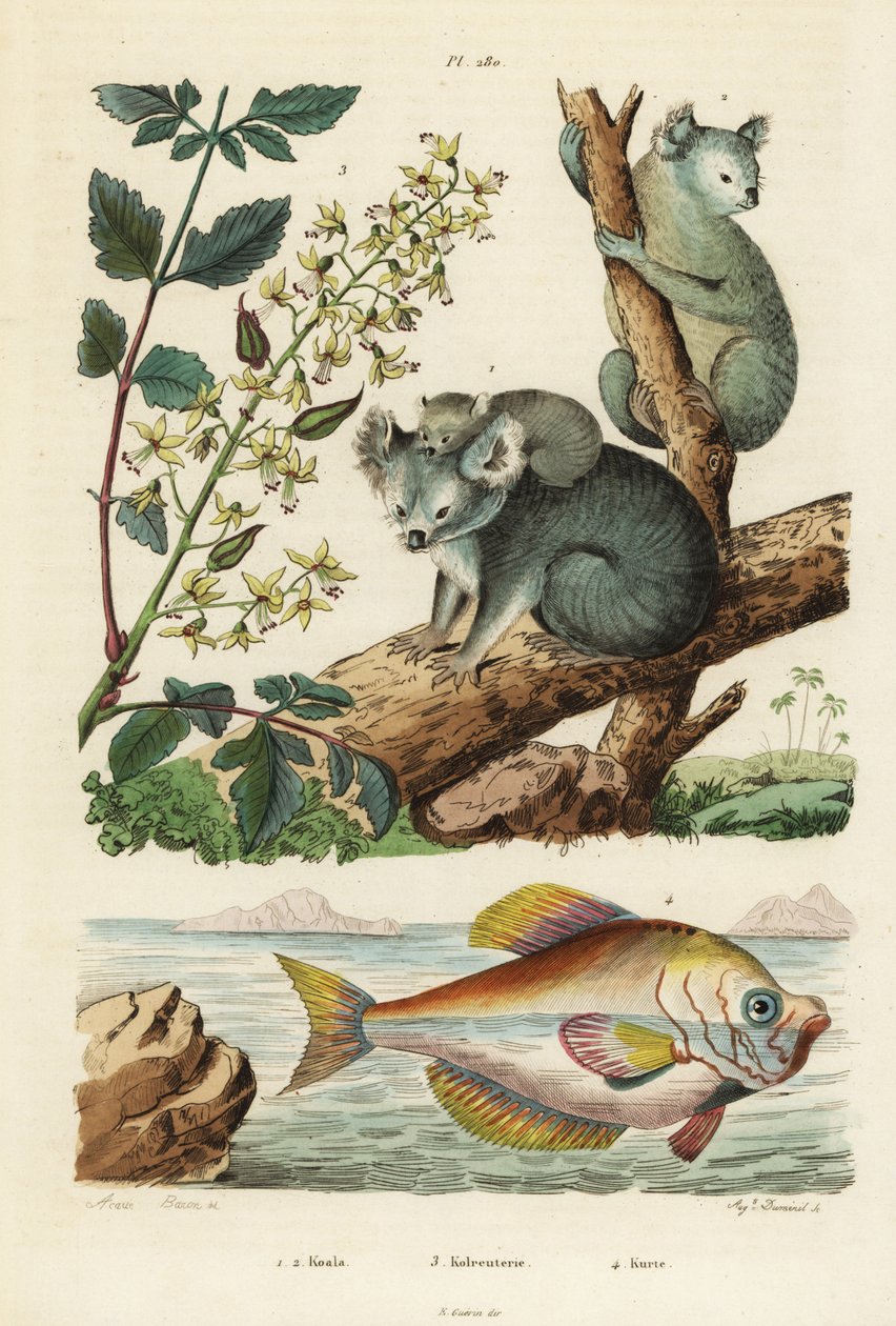 Koala, Phascolarctos cinereus 1,2, lakovník, Koelreuteria paniculata 3 a hrbolat indický, Kurtus indicus 4. Koala, kolreuterie, kurte od Unbekannt