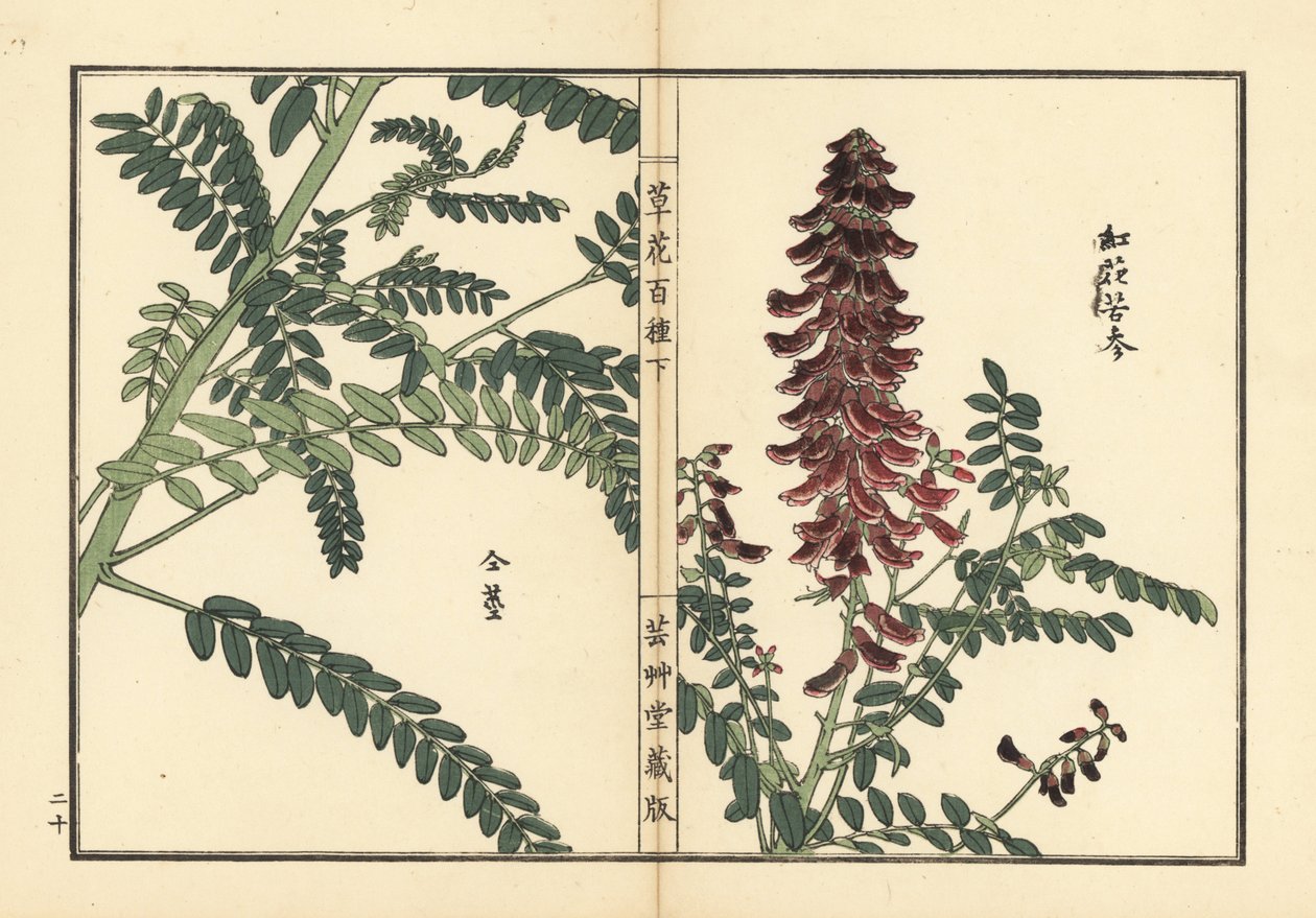 Kouka nebo kujin, Sophora flavescens. Kořen používaný v čínské medicíně jako ku shen. Ručně kolorovaný dřevoryt Kono Bairei z knihy Kusa Bana Hyakushu (Sto druhů květin), Tokio, Yamada. od Unbekannter Künstler