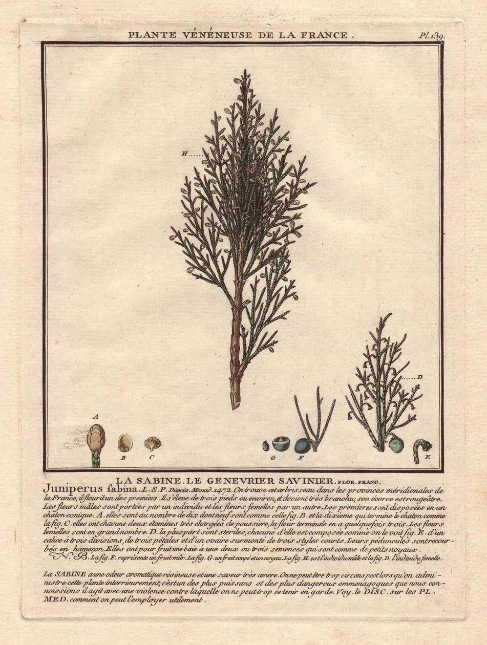 La Sabine, Savinier Juniperus fabina. Žilnatina, popis samčí (uprostřed) a samičí (vlevo) větve s detaily plodů v různých stadiích zralosti. Eau forte en couleurs 18. století, in Herbier de la France (1780-1793), kresba, engr. od Unbekannter Künstler