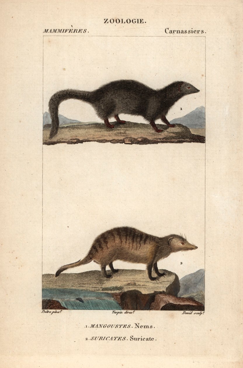 La mangouste et le suricate - Eau forte od Jeana Gabriela Pretreho (1780-1845), vyryl Carnonkel, pro slovník přírodních věd: savci od Frederica Cuviera, upravil Pierre Jean Francois Turpin (1775-1840), vydal F.G.Levrault, a Paris od Unbekannter Künstler