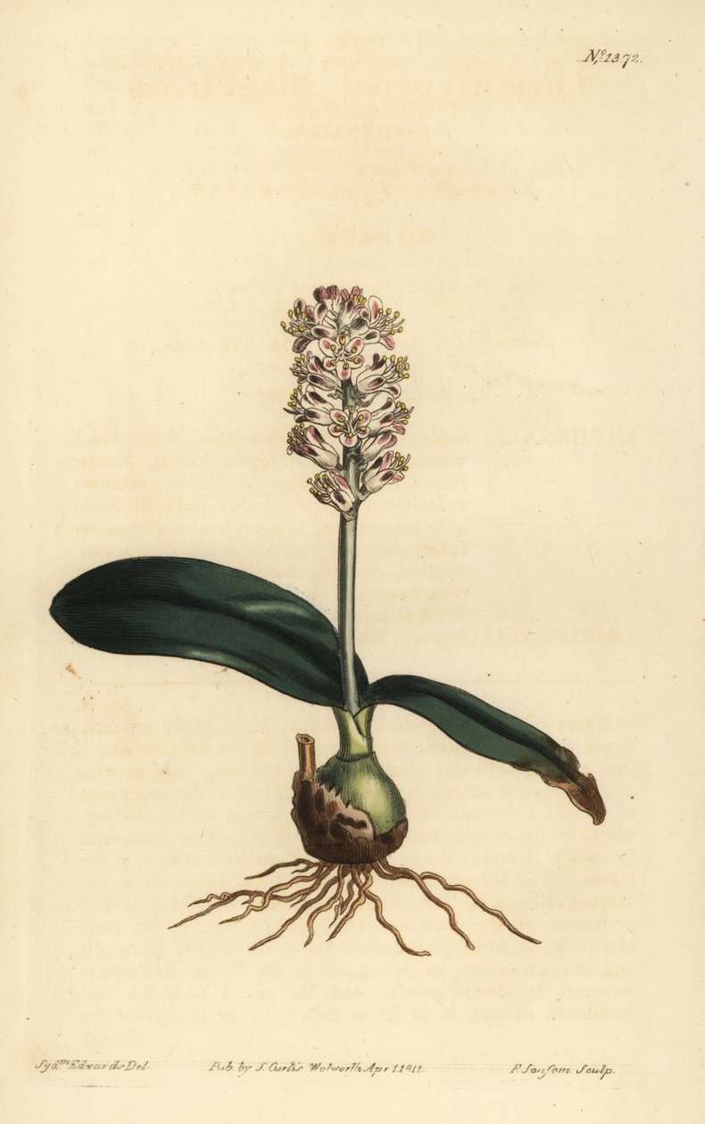 Lachenalia pallida (lachenalia lesklolistá, Lachenalia lucida) od Unbekannt