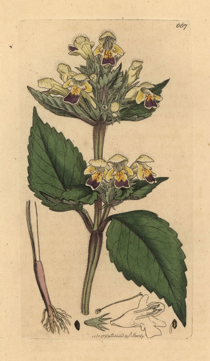 Konopice velkokvětá, Galeopsis speciosa (Galeopsis versicolor) (Galeopsis a fleurs panachees) Ručně kolorovaná mědirytina podle kresby Jamese Sowerbyho pro knihu James Smith
