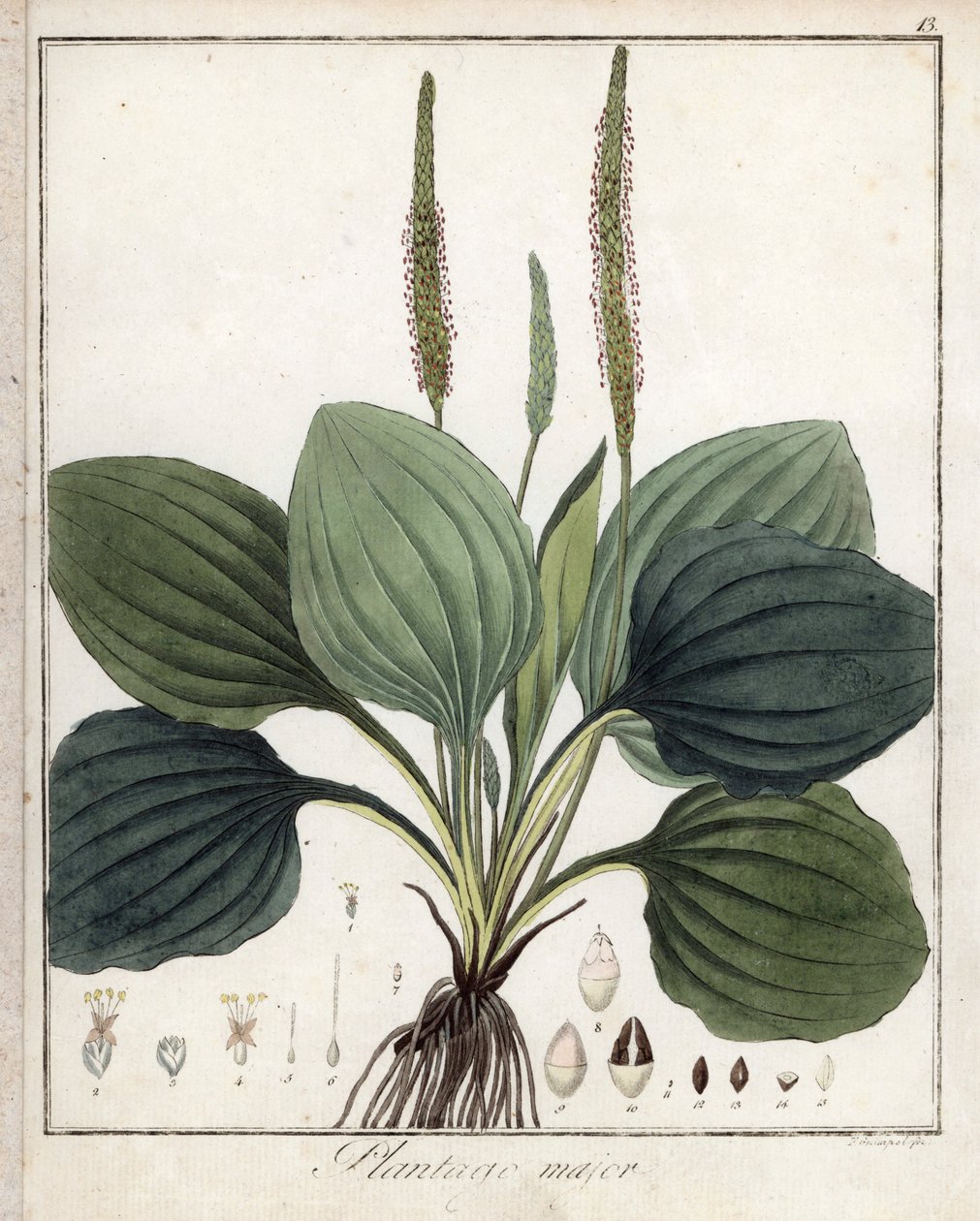Plantain velký neboli Plantain Major (neboli Plantain ptačí) - litografie F. Guimpela, výtah z lékařské botaniky Friedricha Gottloba Haynese (1763-1832), Berlín od Unbekannter Künstler