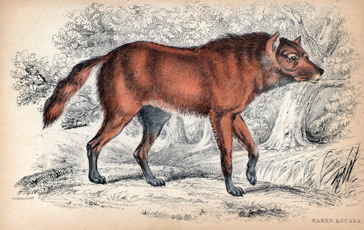 Le loup a criniere, Chrysocyon brachyurus - Litografie plukovníka Charlese Hamiltona Smithe k ilustraci Naturalist