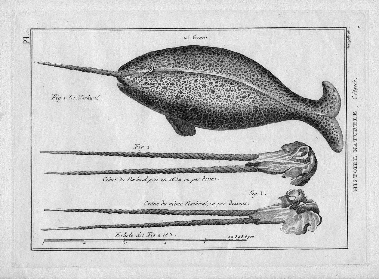 Le narvalin "Painting Encyclopedique et Methodique des trois Regnes de la Nature" Pierre Joseph Bonnaterre (1762-1804), Paříž 1784. od Unbekannter Künstler