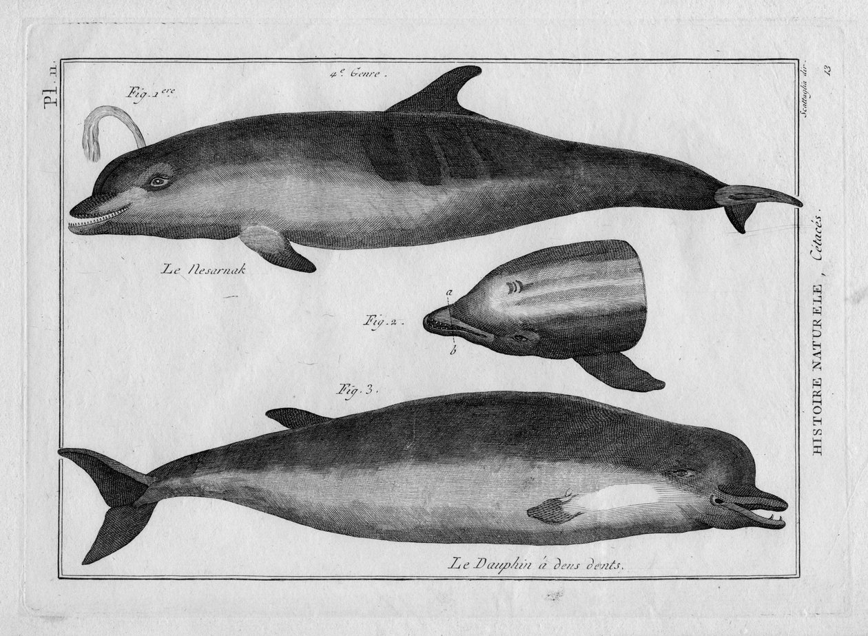 Sviňucha a delfín v "Encyklopedickém a metodickém obraze tří přírodních řádů" od Pierra Josepha Bonnaterra (1762-1804). Paříž 1784 od Unbekannter Künstler