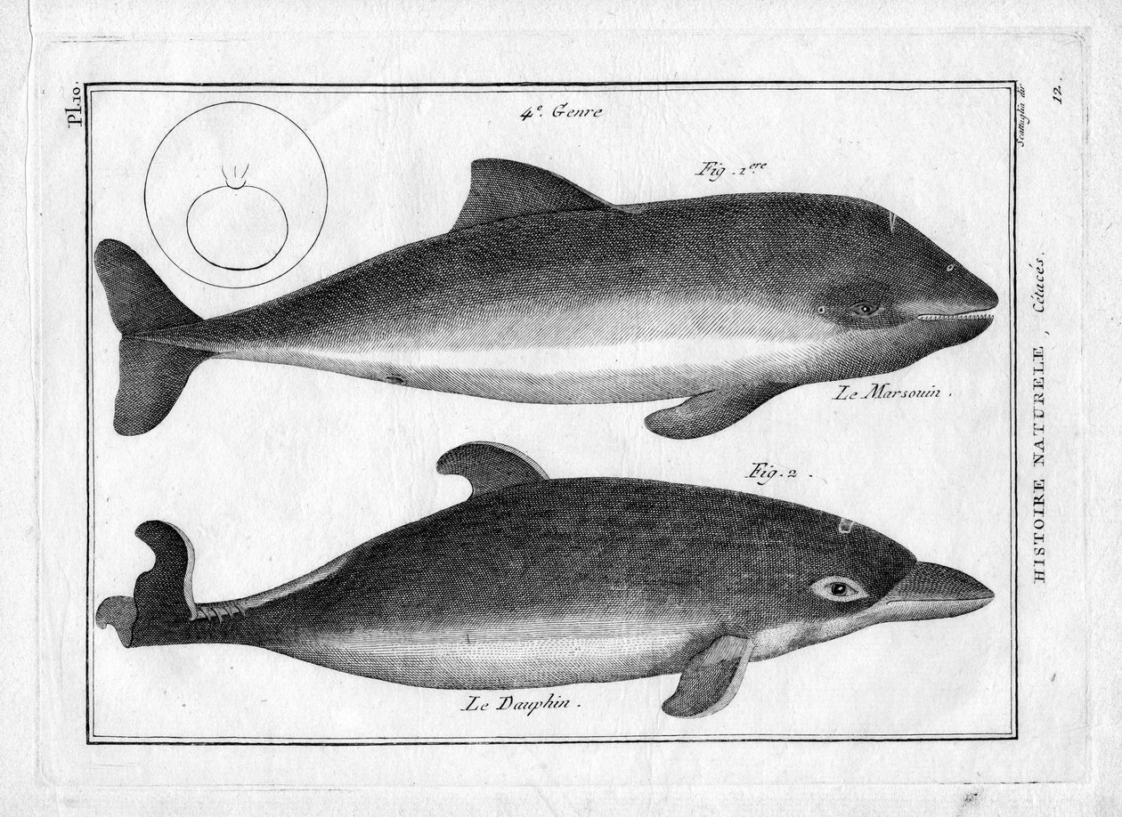 Sviňucha a delfín v "Encyklopedickém a metodickém obraze tří přírodních řádů" od Pierra Josepha Bonnaterra (1762-1804). Paříž 1784. od Unbekannter Künstler