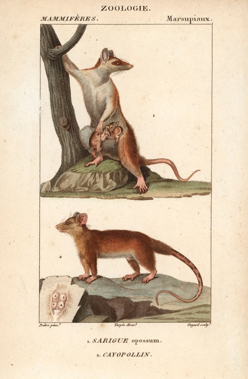 Le sarigue ou opossum et le cayopollin - Eau forte od Jeana Gabriela Pretreho (1780-1845), vyryl Carnonkel, pro slovník přírodních věd: savci od Frederica Cuviera, upravil Pierre Jean Francois Turpin (1775-1840), vydal F.G.Levrault, od Unbekannter Künstler