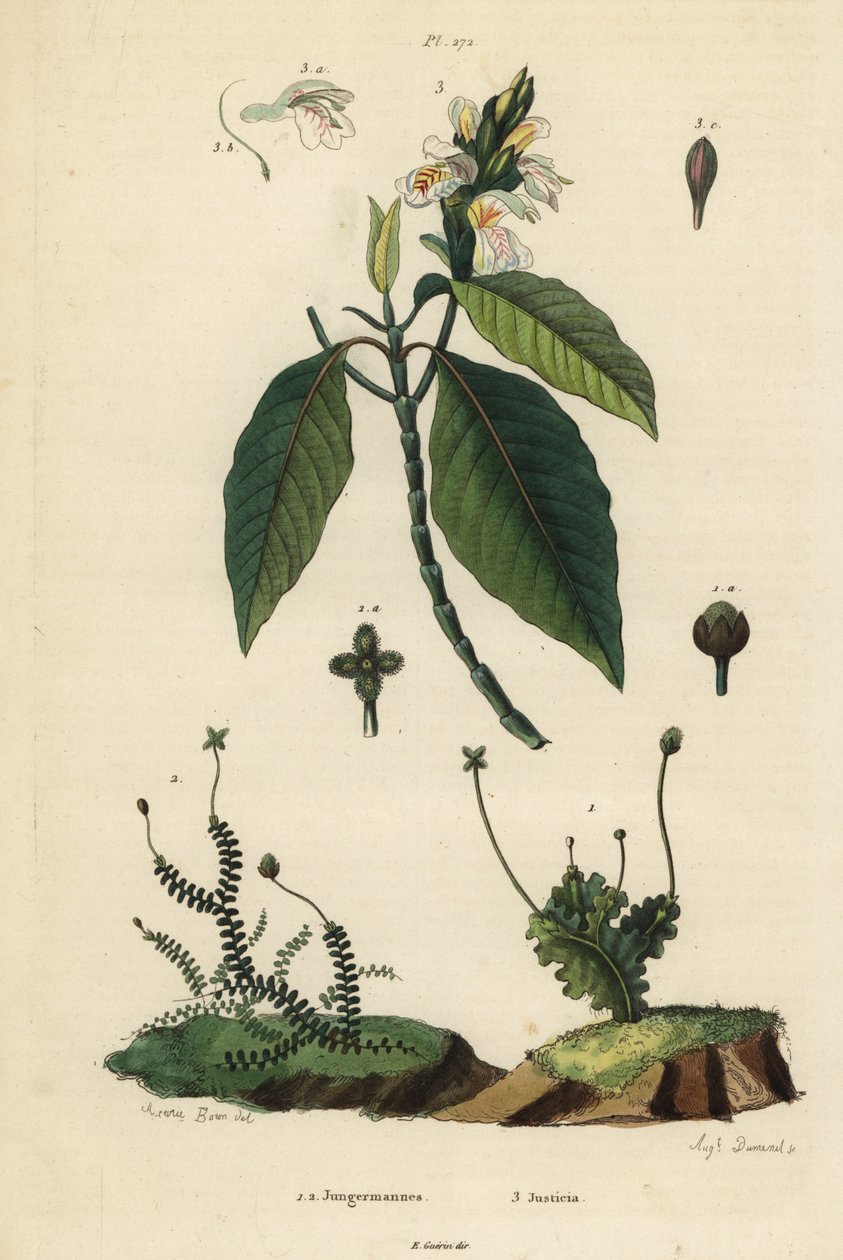Játrovky listové, Jungermannia epiphylla 1 a Jungermannia asplenoides 2 a ořech malabarský neboli adulsa, Justicia adhatoda 3. Jungermannes, Justicia od Unbekannt