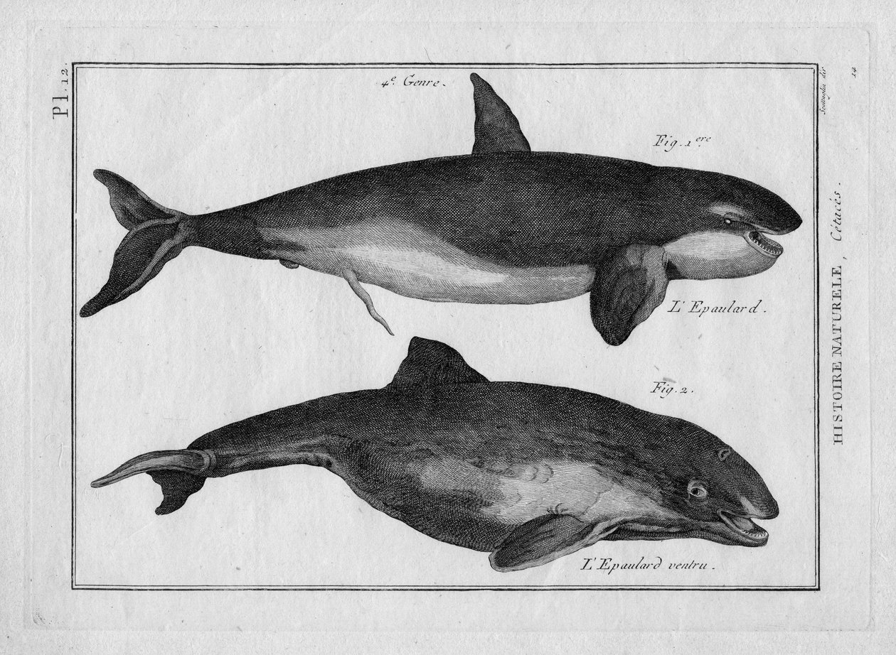 Kosatka a kosatka v "Tableau Encyclopedique et Methodique des trois Regnes de la Nature" od Pierra Josepha Bonnaterra (1762-1804), Paříž 1784. od Unbekannter Künstler