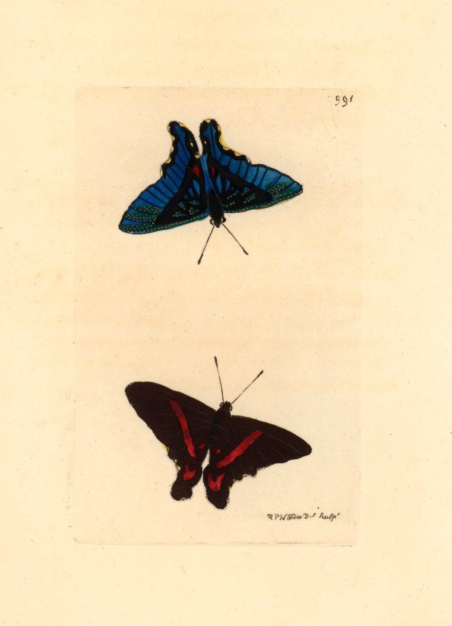 Lepidoptere, pohled z křídel, nahoře červené linie a na samcích modře zbarvený rub, Ancyluris meliboeus -Litografie Richarda Polydora Noddera (1774-1823) publikovaná v The Naturalist Miscellany od Unbekannter Künstler