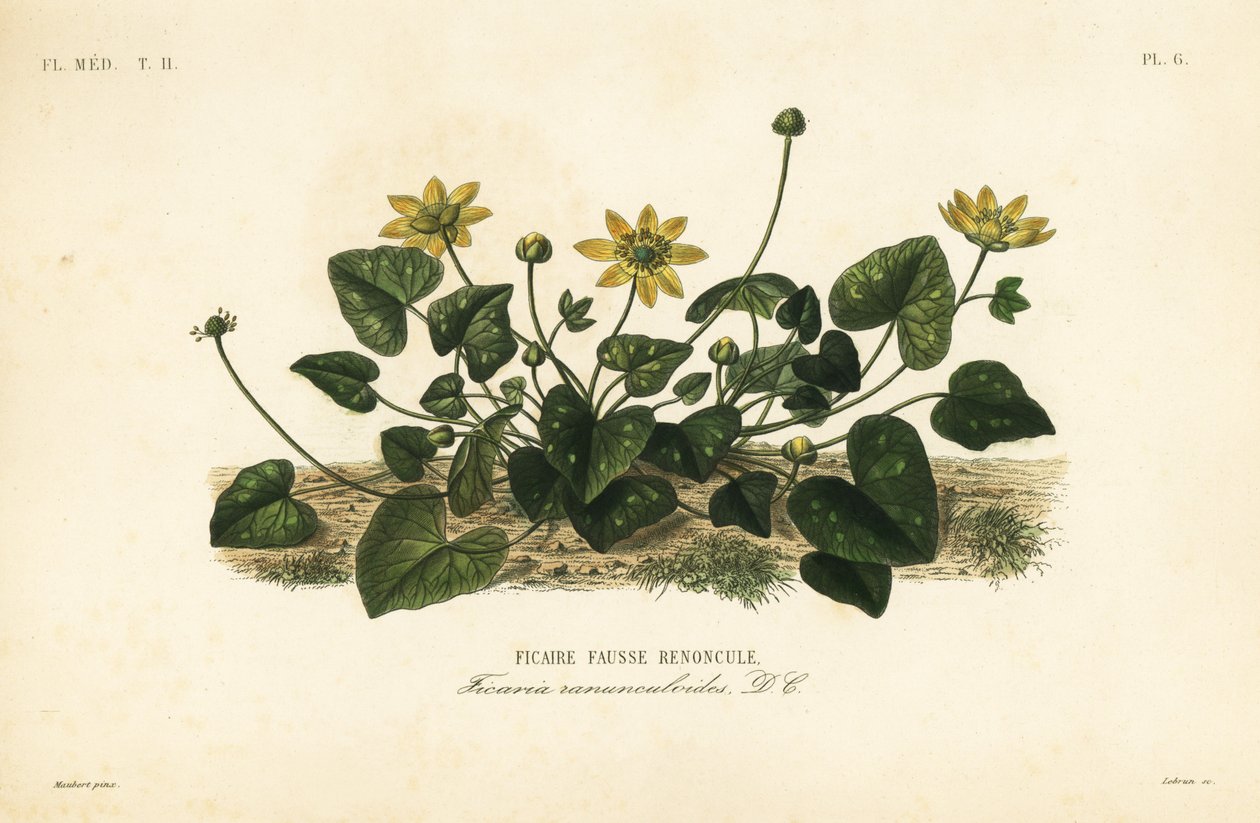 Vlaštovičník menší nebo vlaštovičník, Ficaire verna, Ficaria ranunculoides, Ficaire fauss renoncule od Unbekannt