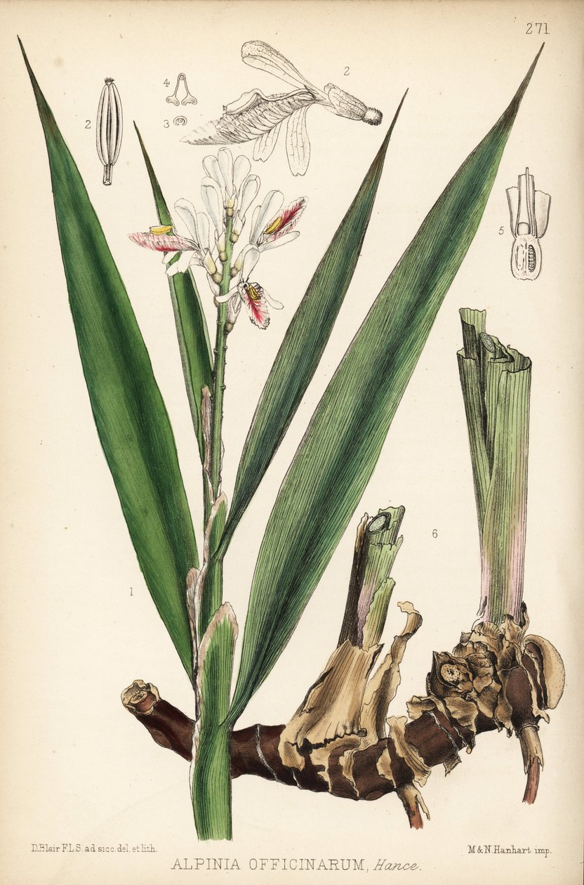 Galangal menší, Alpinia officinarum. Hanhartova ručně kolorovaná litografie podle botanické ilustrace Davida Blaira z knihy Roberta Bentleyho a Henryho Trimena Medicinal Plants, London. od Unbekannter Künstler