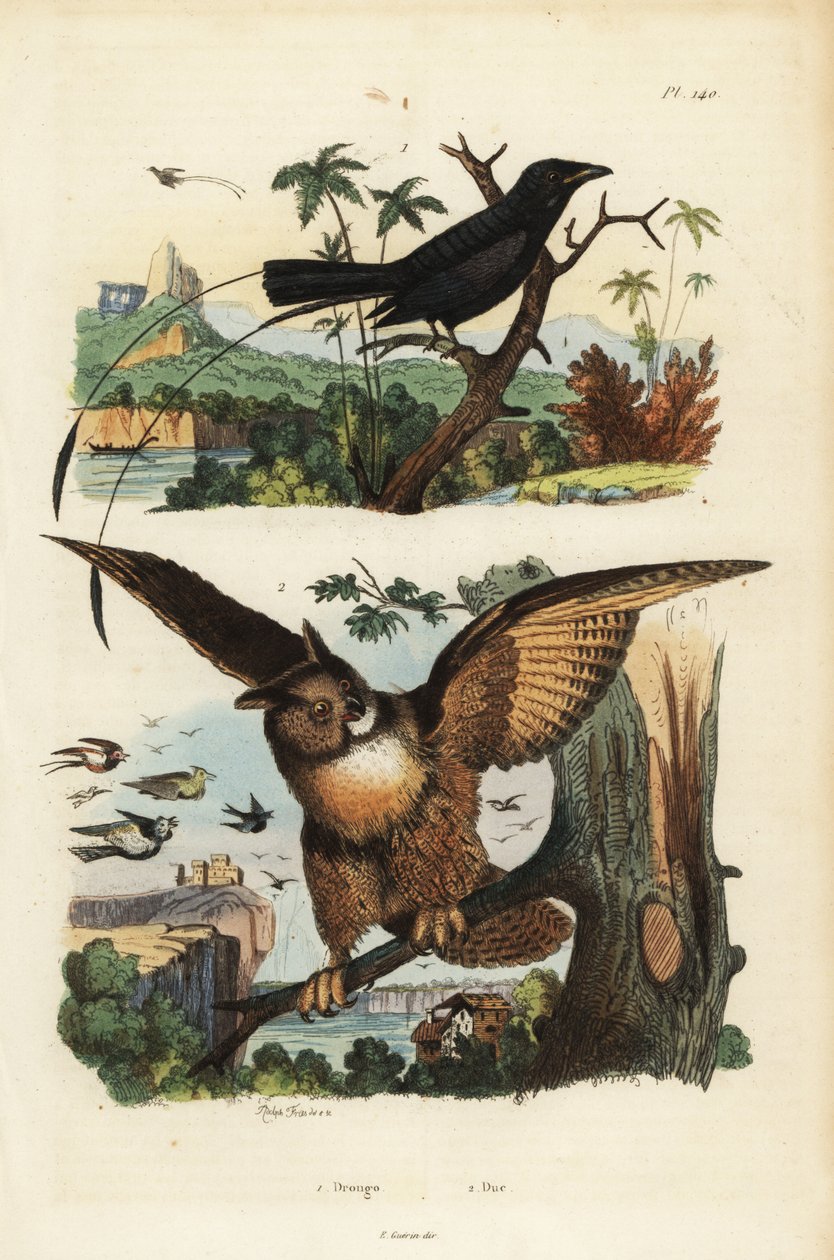 Drongo maloocasý, Dicrurus remifer a výr říční, Bubo bubo od Unbekannt