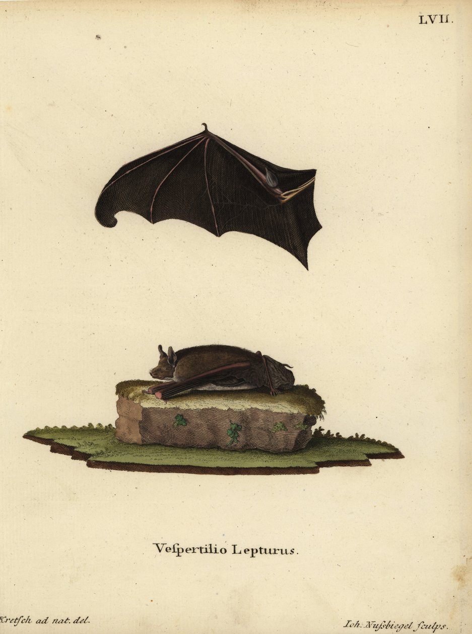 Malý netopýr vakokřídlý, Saccopteryx leptura. Vespertilio lepturus. Ručně kolorovaná mědirytina od Johanna Nussbiegela podle ilustrace z přírody od J. D. Kretsche z knihy Johanna Christiana Daniela Schrebera Ilustrace zvířat podle přírody, neboli Schreba od Unbekannter Künstler