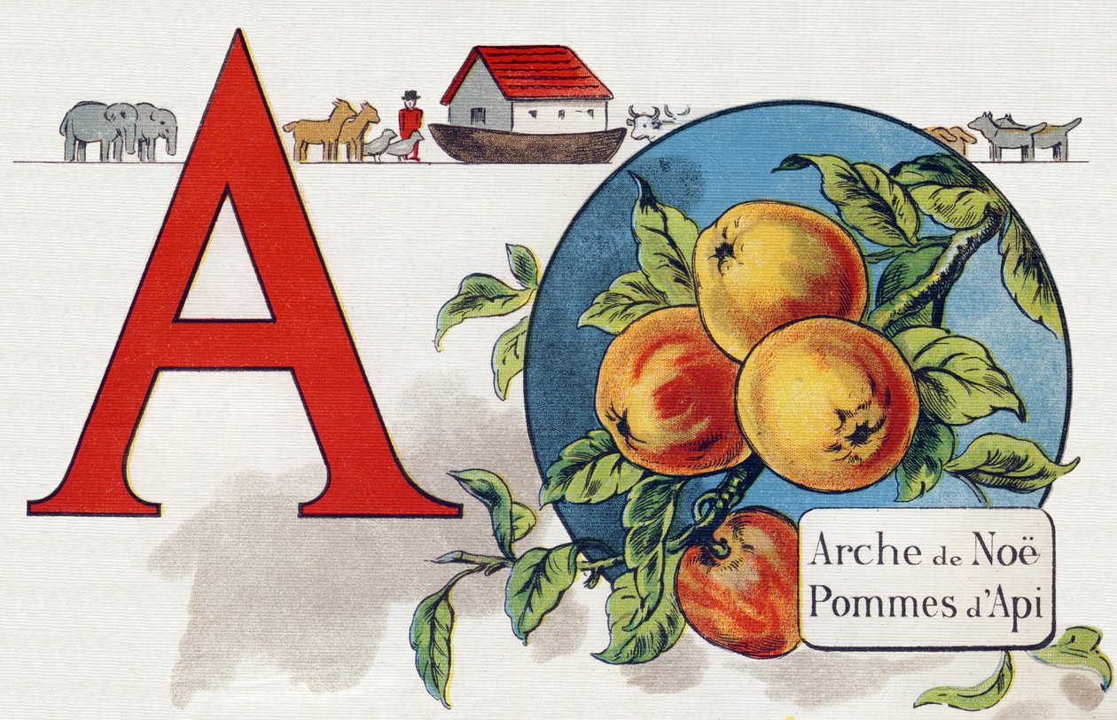 Dopis A: Noeova archa, Apy Apple. Rytina v "ABC L