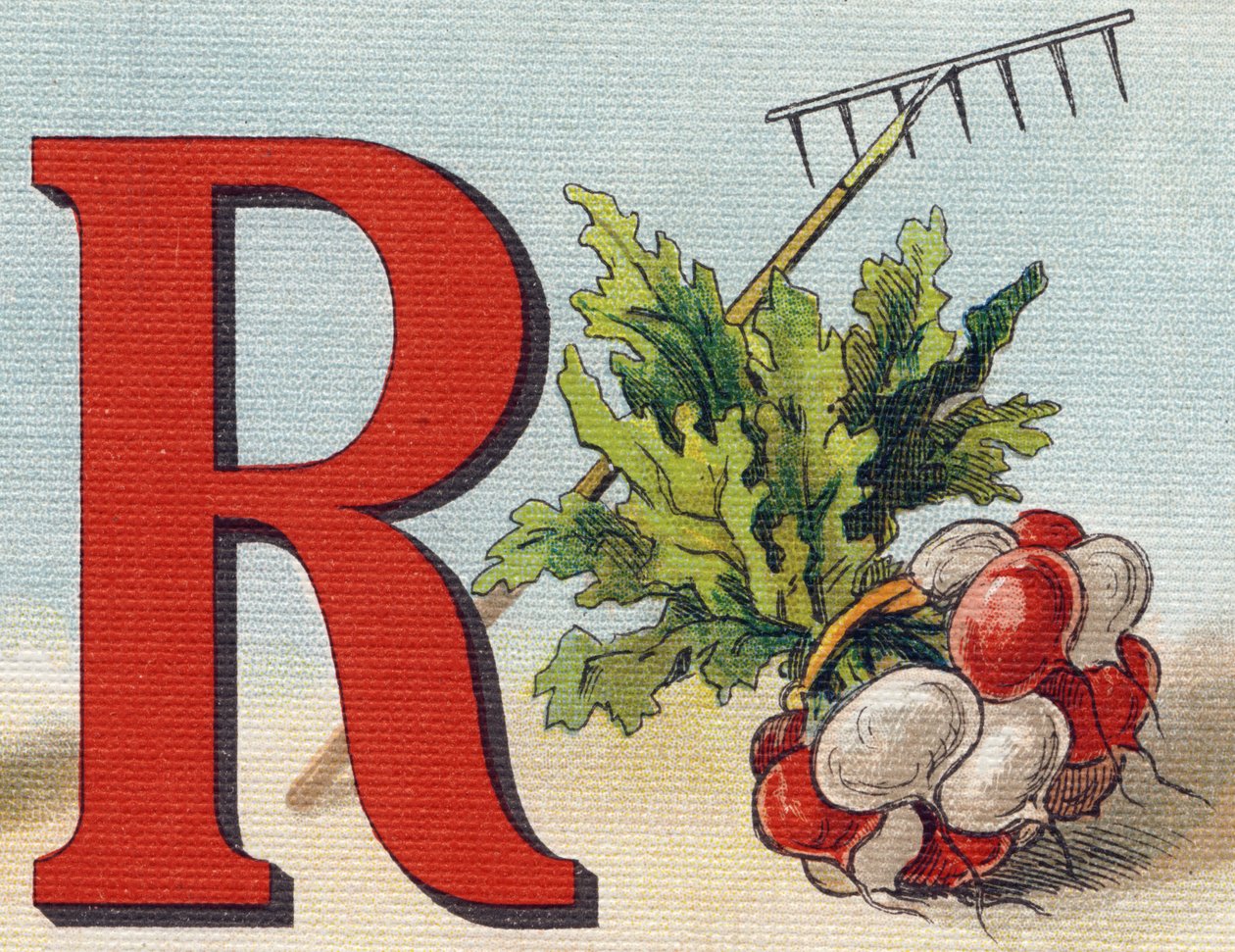 Písmeno R: hrábě, ředkev. Rytina "Alphabet de ma petite fille". Bernardin-Bechet a Fils, knihkupci-nakladatelé, Paříž, kolem roku 1895. Nerozbitné album na plátně. Bibliotheque des baby. 12 stran. Album obsahující metodu čtení a ilustrativní a od Unbekannt