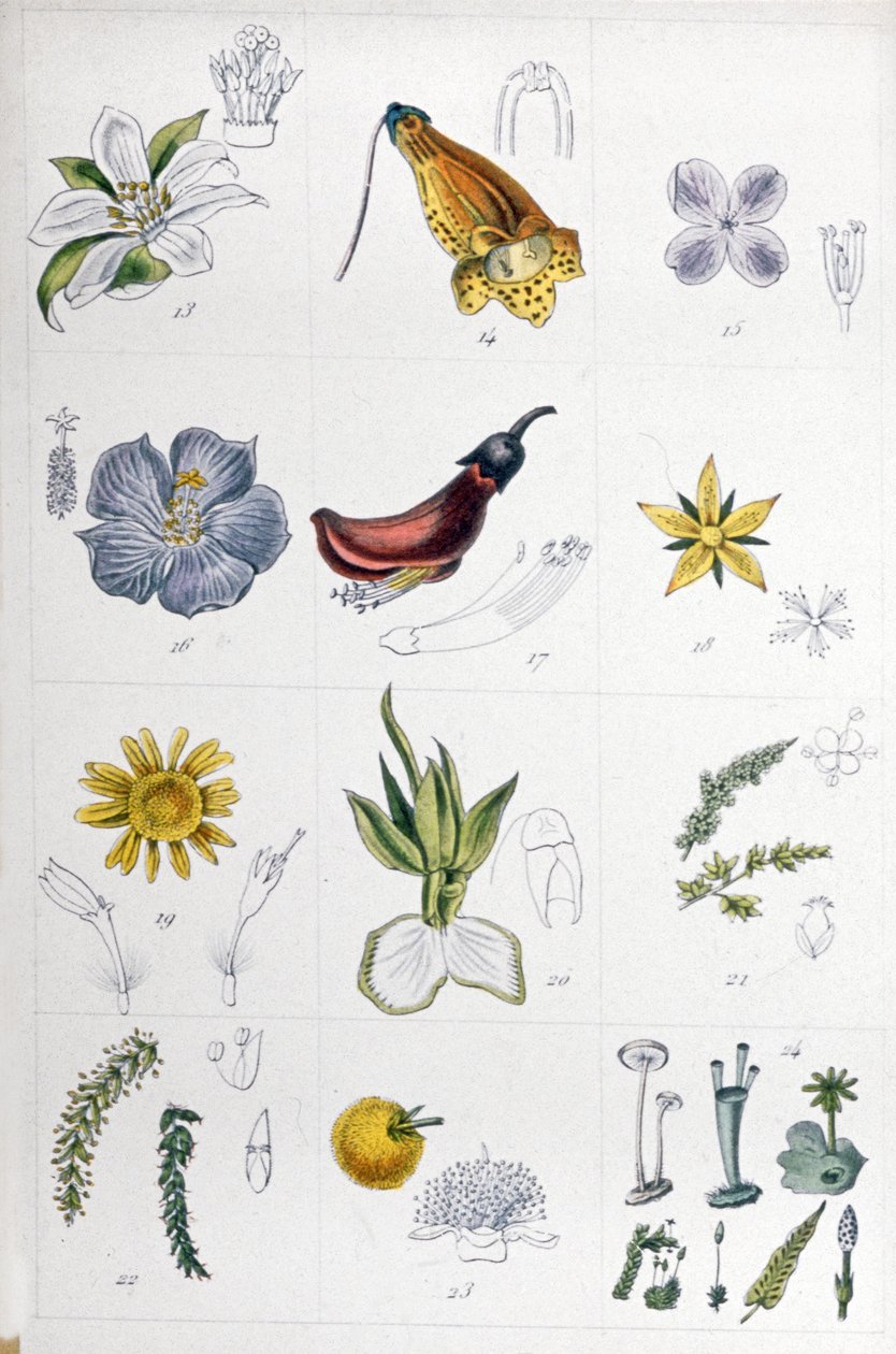 Lněný systém, cca 1850 (rytina) od Unbekannter Künstler