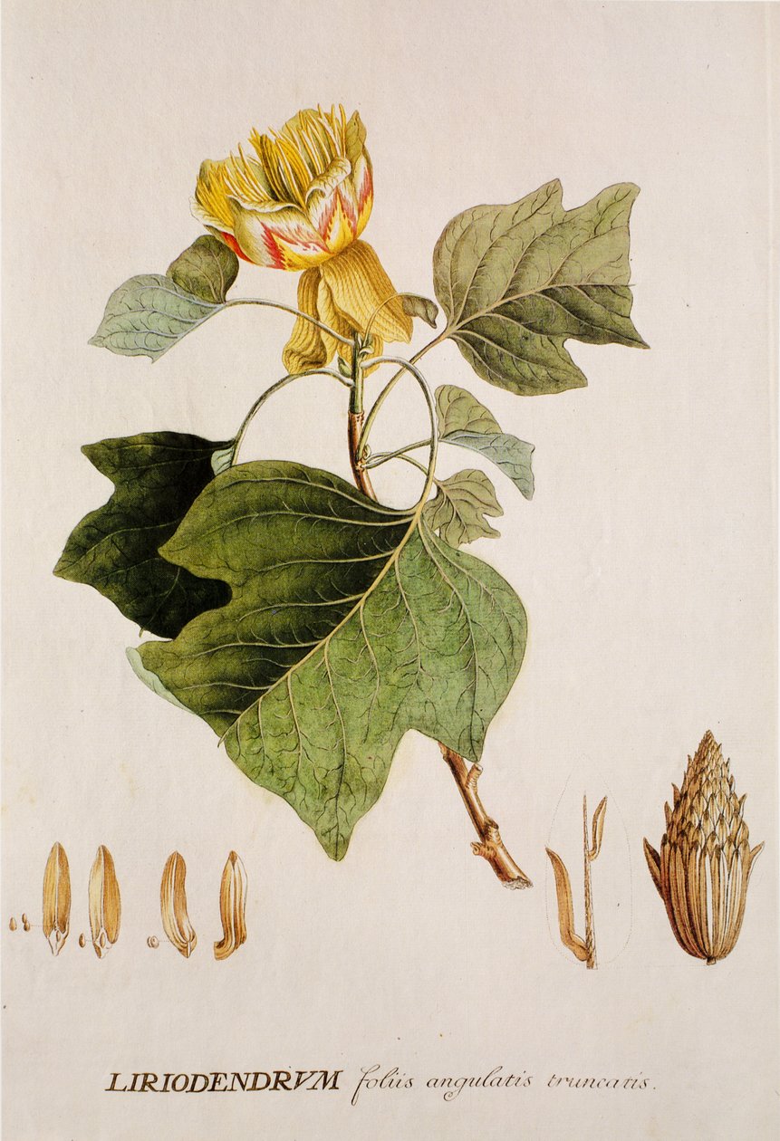 Liriodendron tulipifera/Tulipier/Tulipánovník od Unbekannt