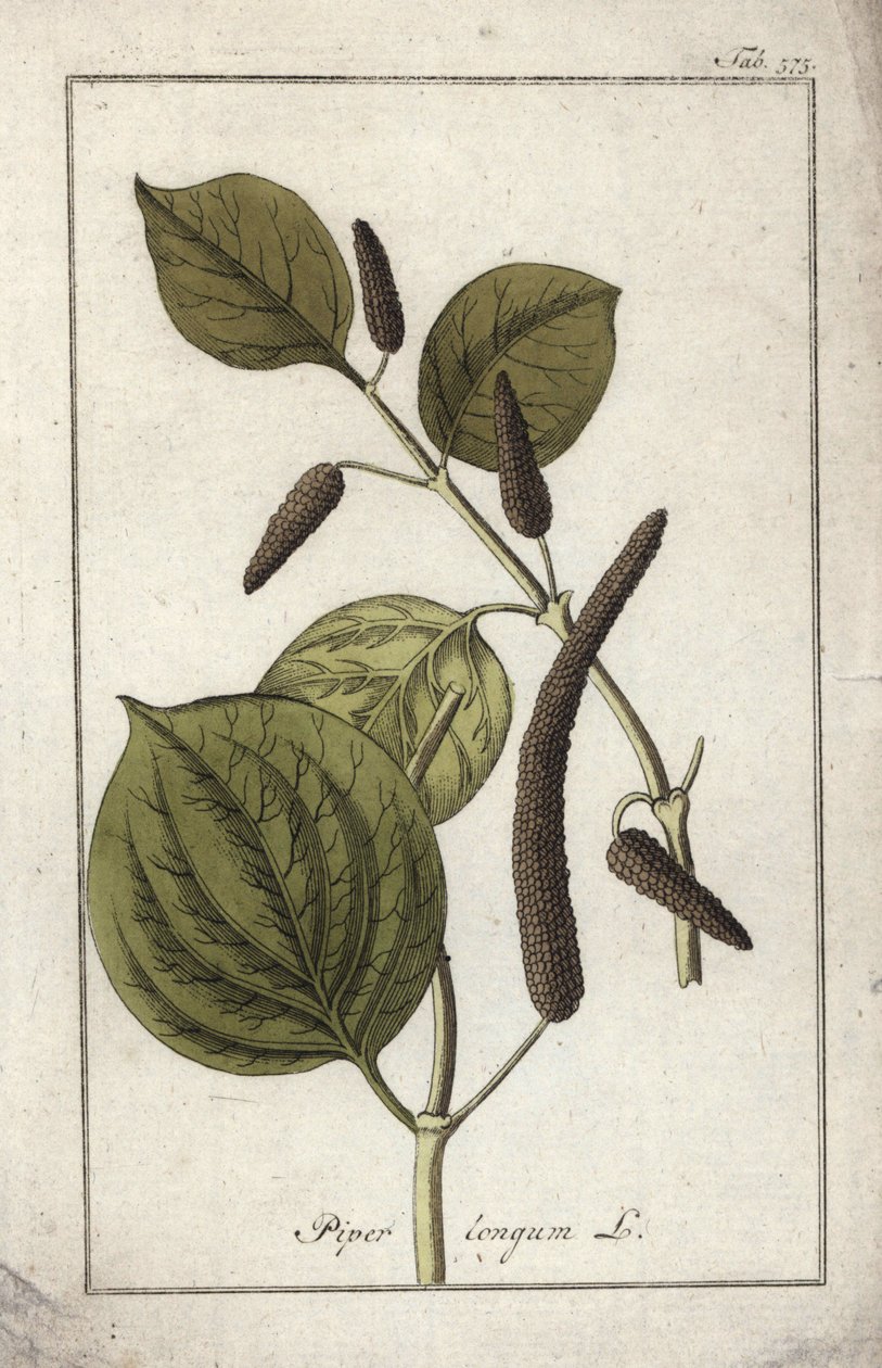 Dlouhý pepř (Piper longum). Litografie z knihy "Afbeelding der Artseny-Gewassen" od Johannese Zorna (1739-1799), Nizozemsko od Unbekannter Künstler