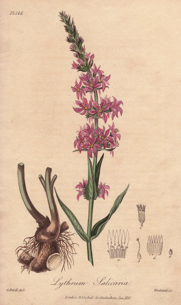 Loosestrife (Lythrum salicaria) - Silná voda od Williama Clarkea k ilustraci knihy "Medical Botanical, Description of the Medicinal Plants of London, Edinburgh and Dublin" od Johna Stephensona a Jamese Morsse Churchilla, vydané v Londýně Johnem Churchillem od Unbekannter Künstler