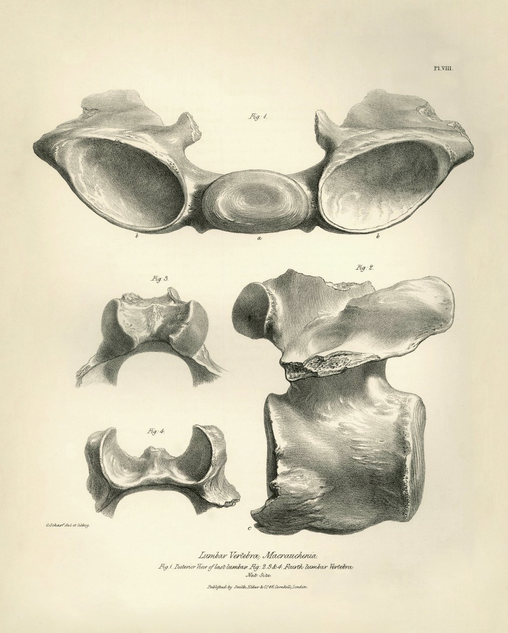 Bederní obratel prehistorického zvířete Macrauchenia, kterého nalezl Charles Darwin během své výzkumné cesty na palubě lodi Beagle. Zoologie plavby H.M.S. Beagle pod velením kapitána Fitzroye v letech 1832 až 1836 vydaná a zachovaná od Unbekannter Künstler