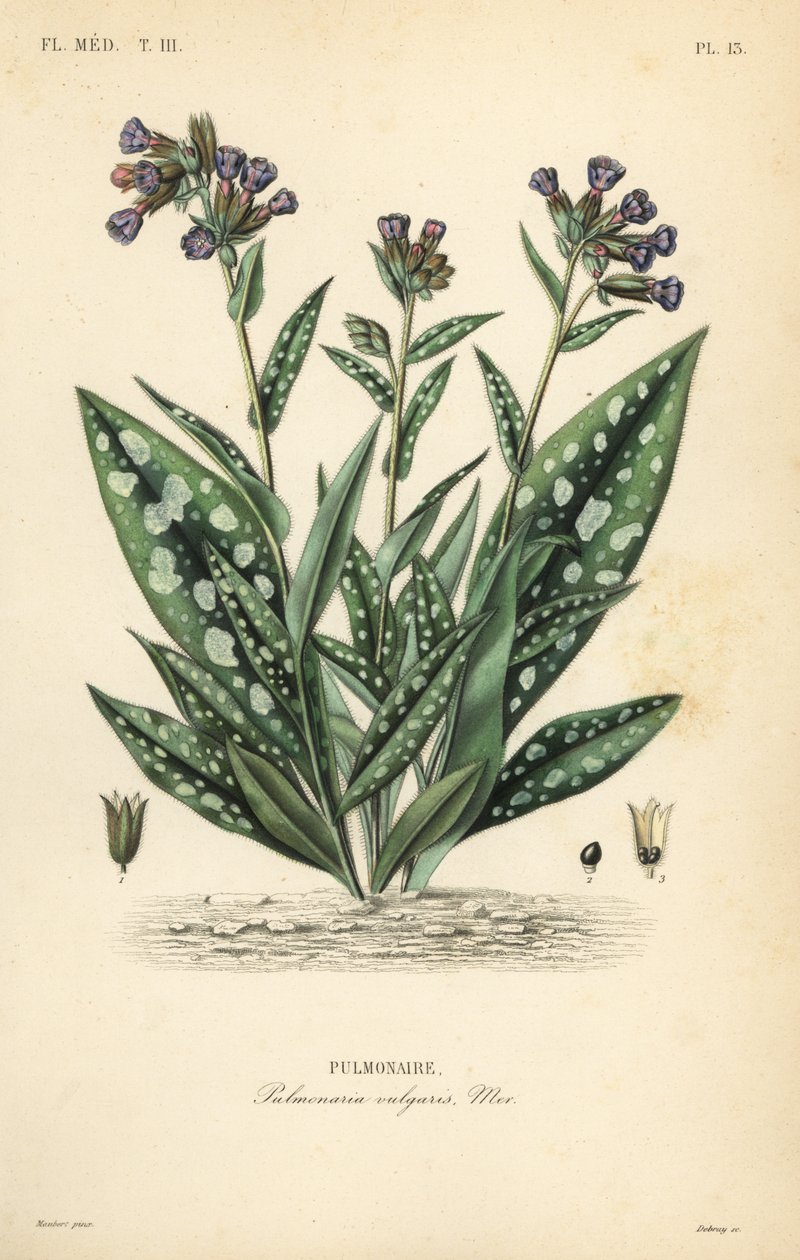Plicník lékařský, Pulmonaria officinalis, Pulmonaria vulgaris, Pulmonaire od Unbekannt