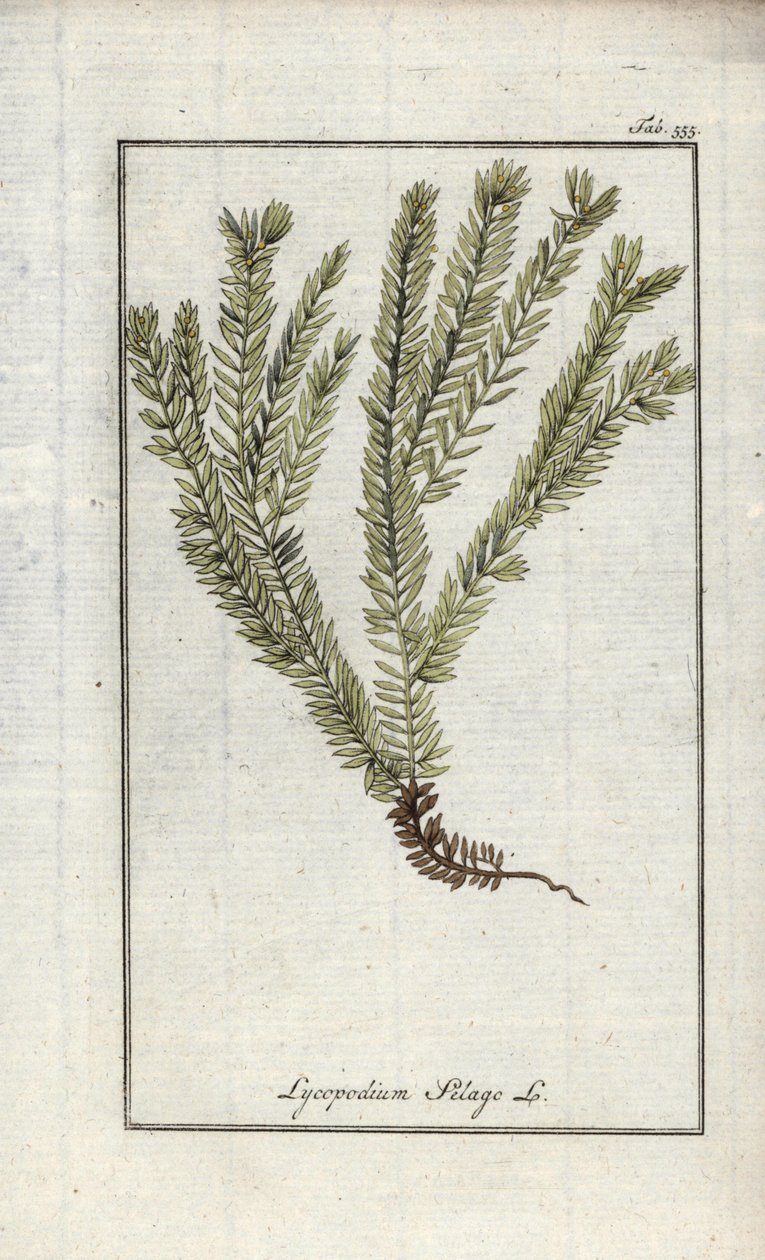 Lykopod v paličkách nebo lykopod lékařský (Lycopodium clavatum). Litografie z knihy "Afbeelding der Artseny-Gewassen" od Johannese Zorna (1739-1799), Nizozemsko. od Unbekannter Künstler