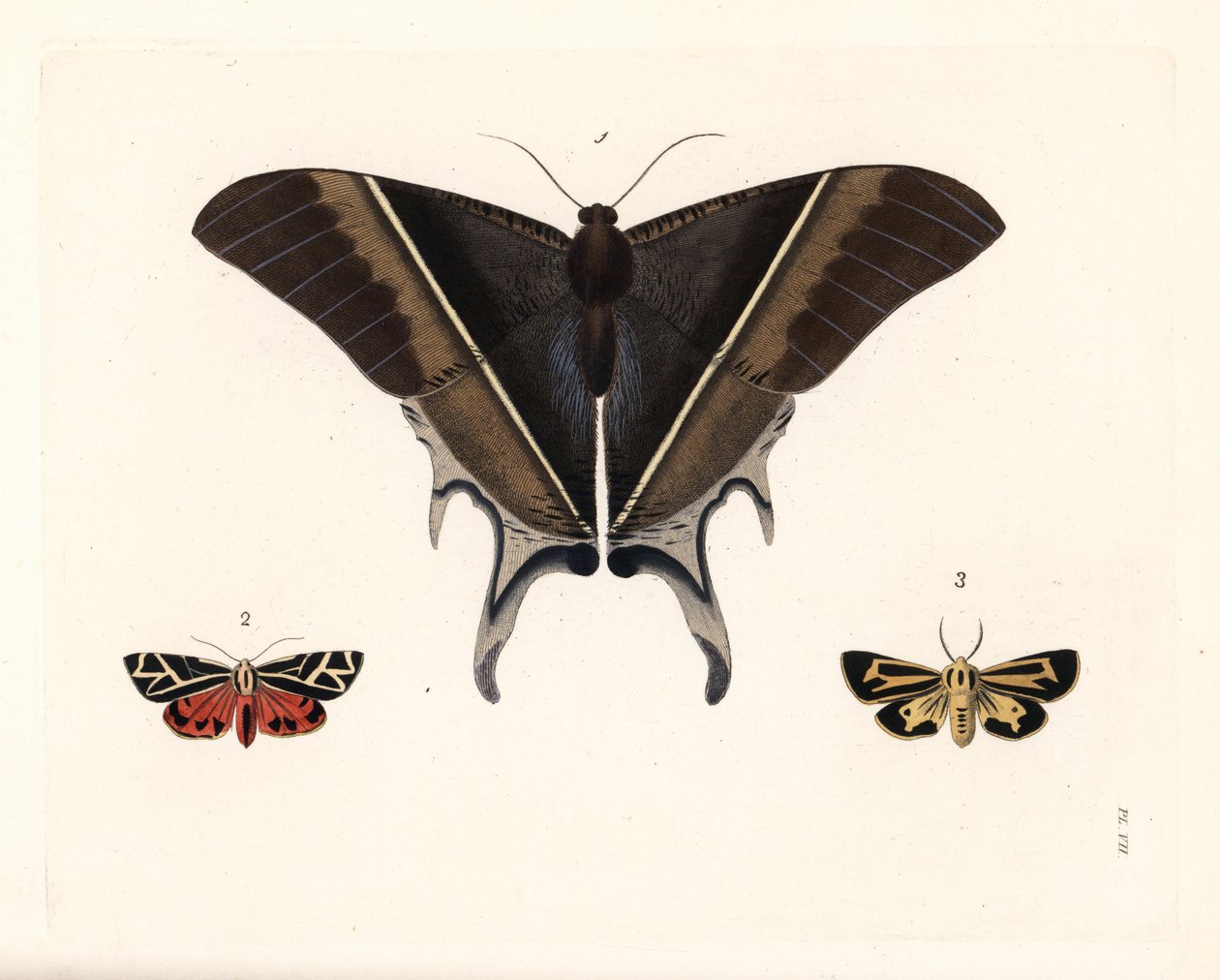 Macleanova vlaštovčí můra, Lyssa macleayi 1, skořicová můra, Callimorpha phyllira 2, a Naisova tygrovaná můra, Apantesis nais 3. Ručně kolorovaná litografie z nového vydání knihy Dru Druryho "Illustrations of Exotic Entomology" od Johna O. Westwooda, Bohn, od Unbekannter Künstler