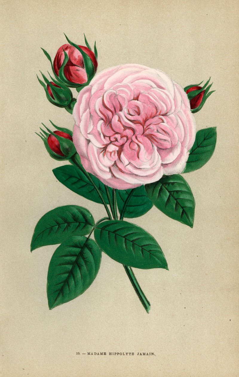 Madame Hippolyte Jamain rose, hybridní růže, kterou v roce 1871 vypěstoval pan Garcon z Rouenu a věnoval ji autorově manželce. Chromolitografie nakreslená a litografovaná podle přírody F. Grobonem podle knihy Hippolyte Jamaina a Eugena Forneyho "Les Roses" od Unbekannter Künstler