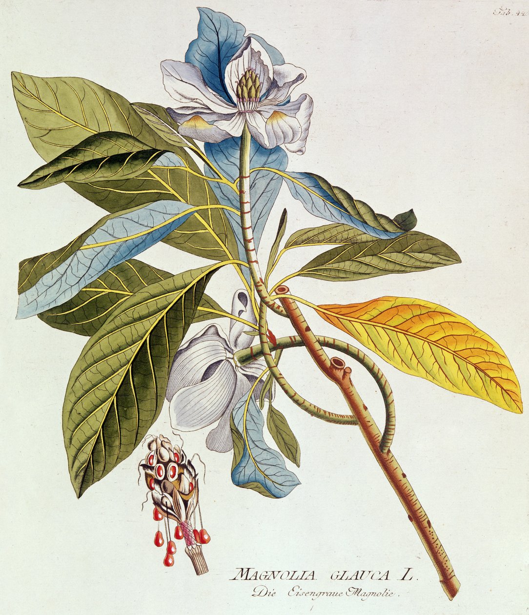 Magnolia Glauca, z „Icones Plantarium Medicinalium Secundem Sustema Lunnaei Digestarum“, od Josepha Jakoba Plenka, Vídeň, 1788-1812 od Unbekannt
