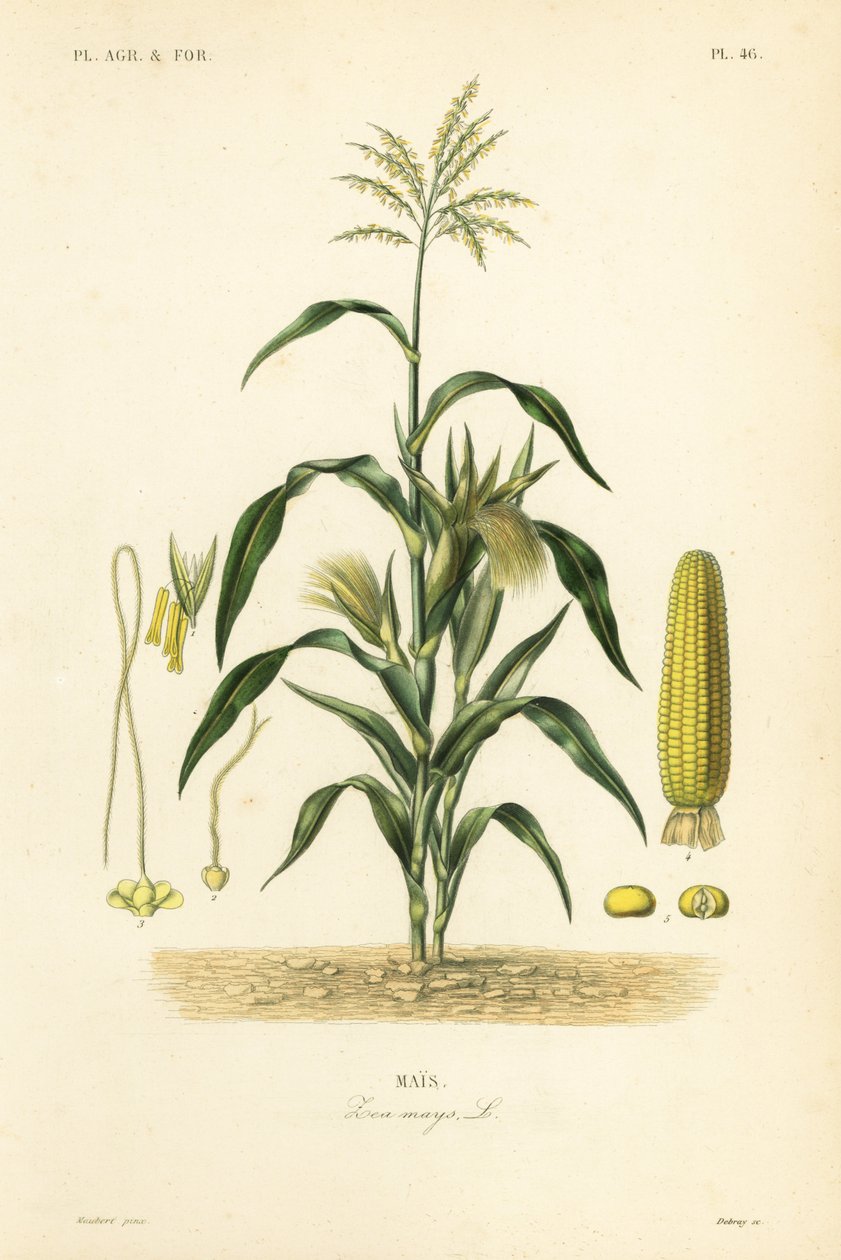 Kukuřice nebo kukuřice, Zea mays, Mais od Unbekannt