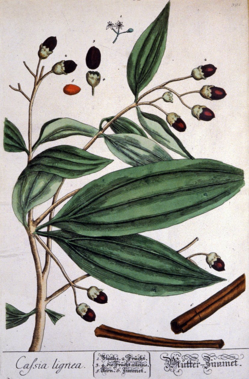 Rostlina Malabar Cinnamon od Unbekannter Künstler