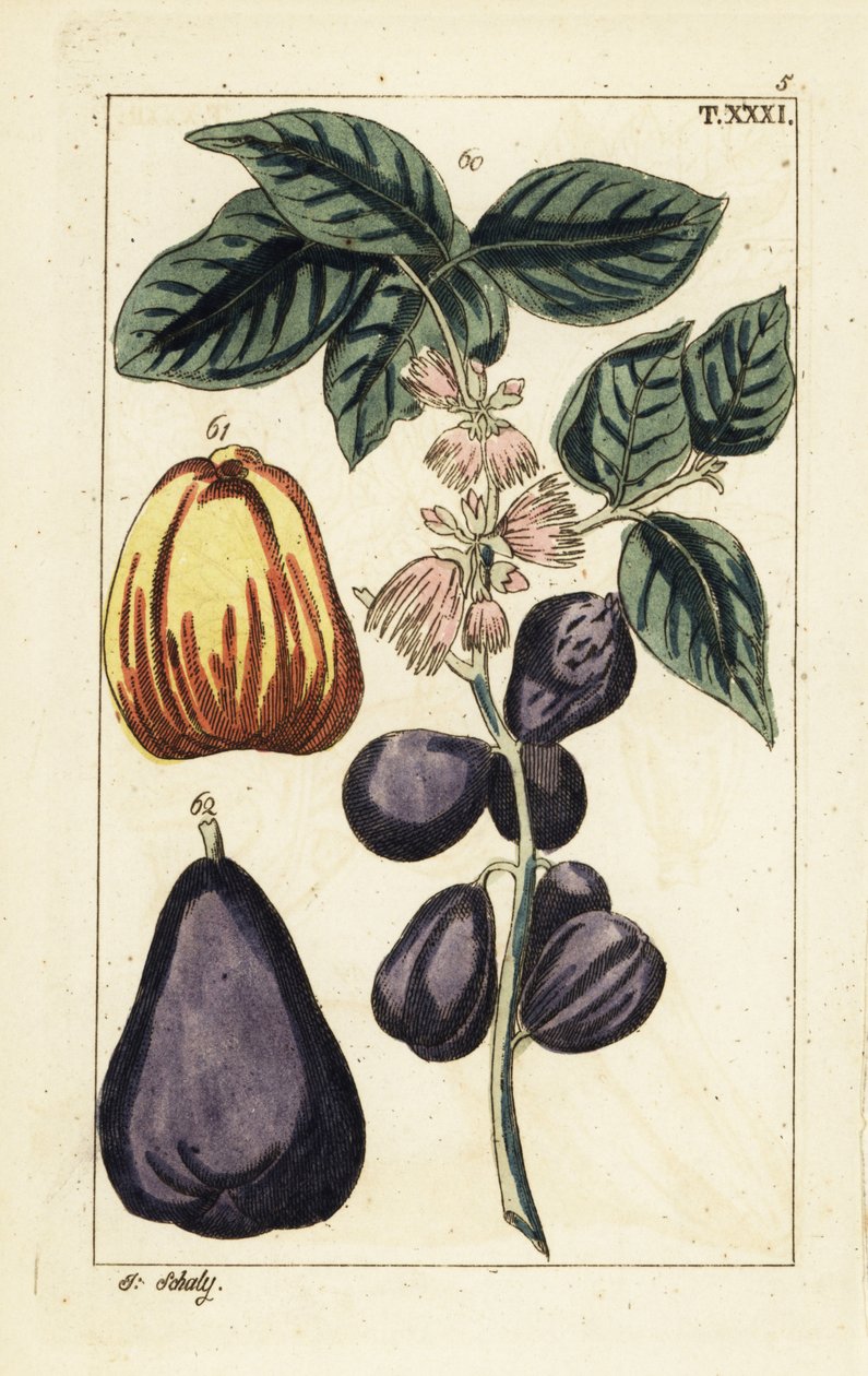 Malajské jablko, Syzygium malaccense. od Unbekannter Künstler