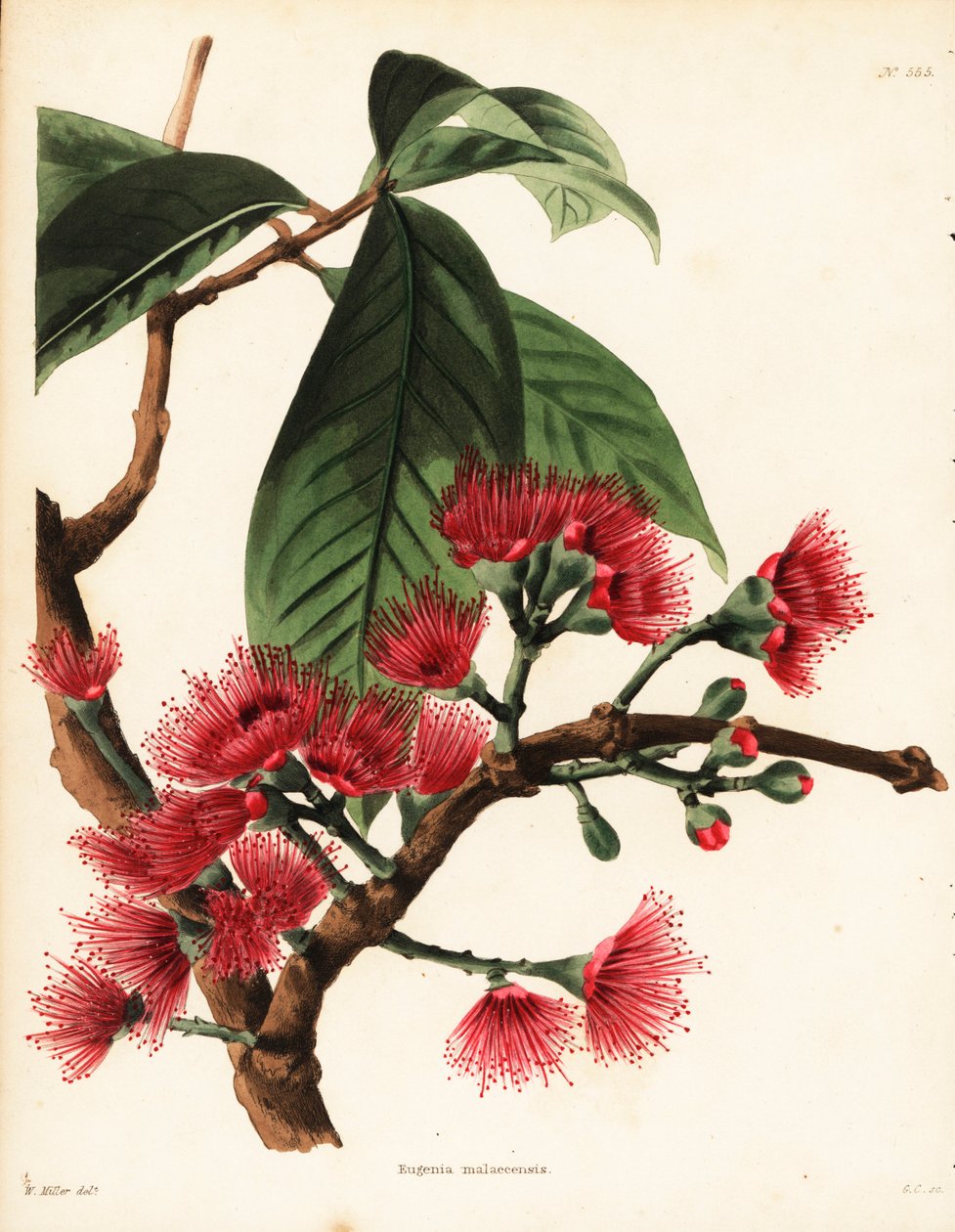 malajské růžové jablko, Syzygium malaccense (Eugenia malaccensis). Ručně kolorovaná mědirytina od George Cookea podle ilustrace Williama Millera z botanického kabinetu Conrada Loddigese, Hackney, Londýn. od Unbekannter Künstler