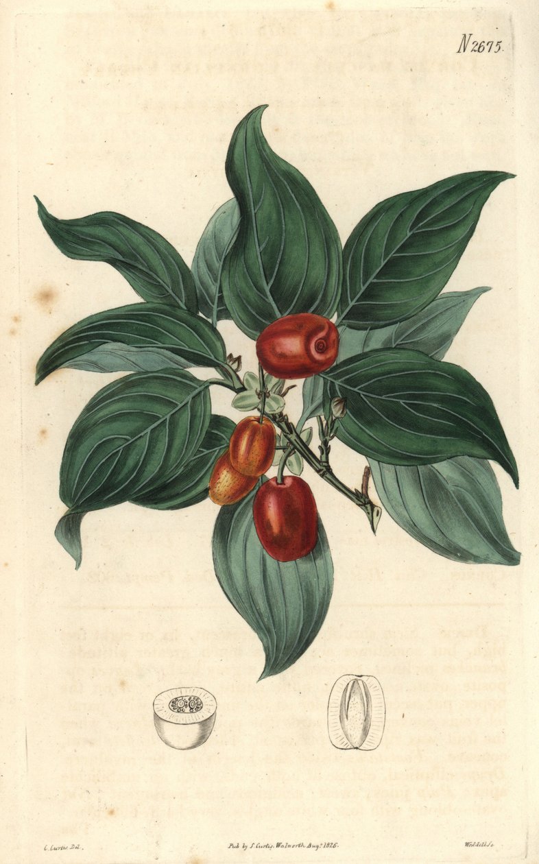 Samčí dřín, větev s plody. Ilustrace C. Curtis, rytina Weddell. Eau forte v The Curtis Botanical Magazine, autor Samuel Curtis od Unbekannter Künstler